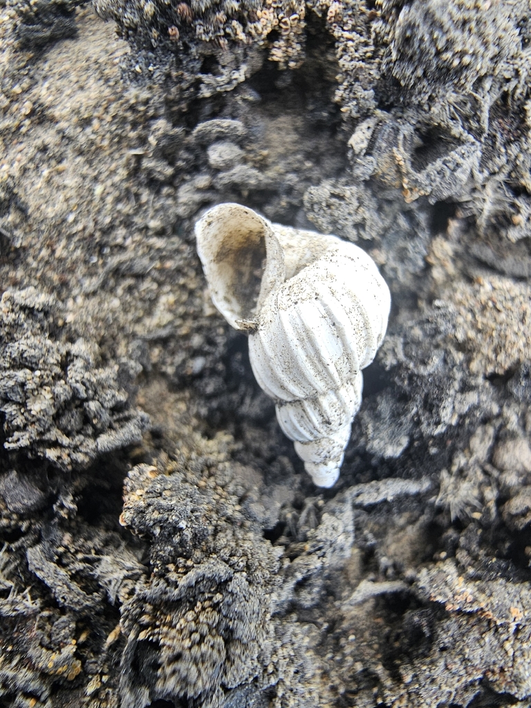 Bostryx scalariformis