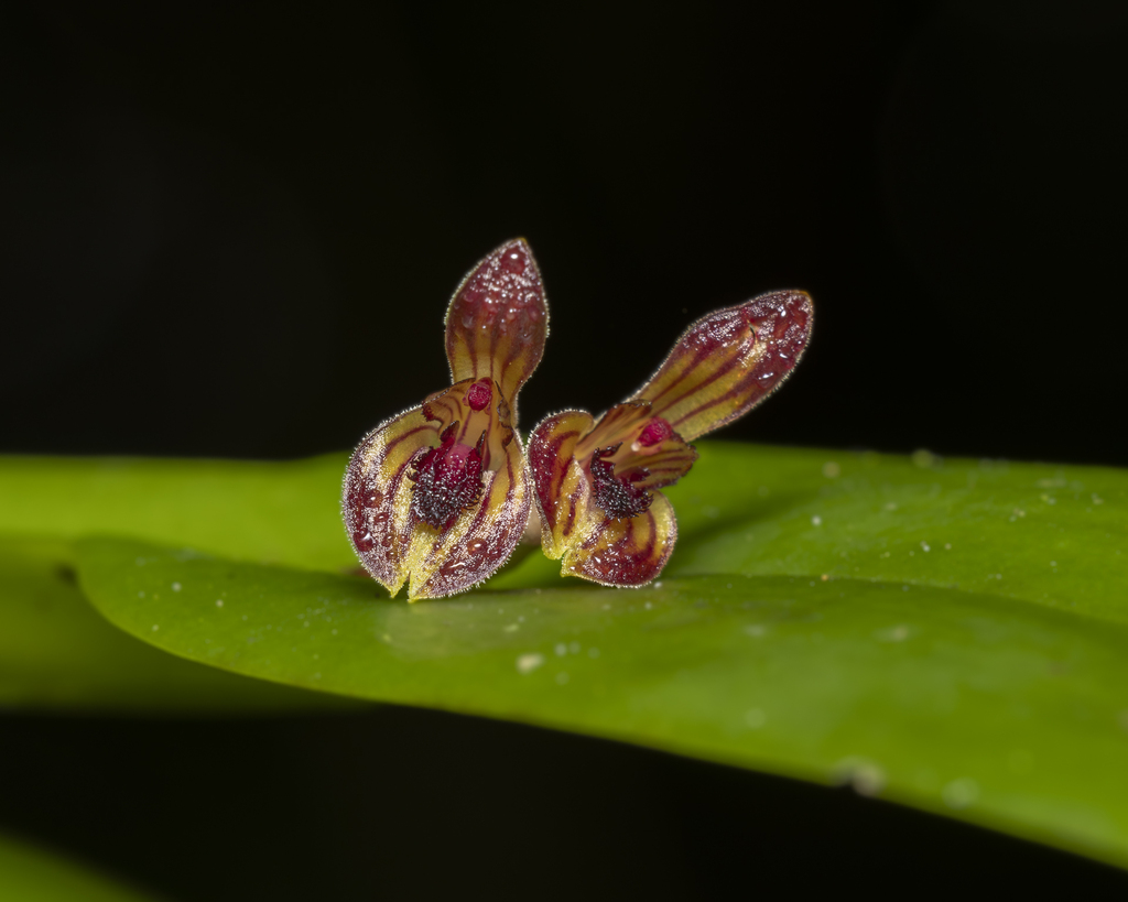 Acianthera sicaria