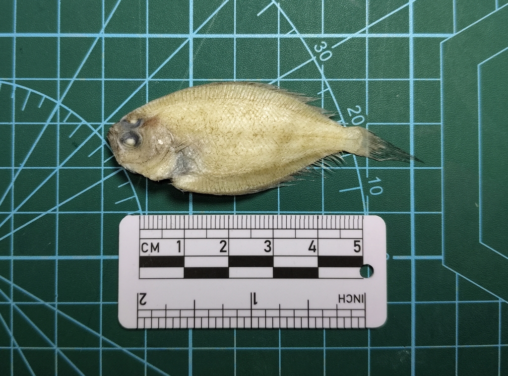 Dwarf flounder (Tarphops oligolepis) — Paralichthyidae