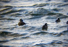 Histrionicus histrionicus