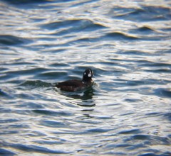 Histrionicus histrionicus