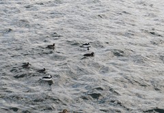 Histrionicus histrionicus