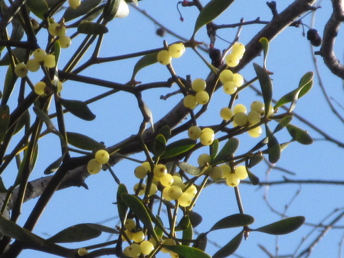 Loranthus tanakae · NaturaLista Mexico