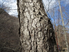 Betula schmidtii