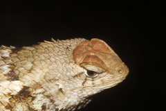 Sceloporus albiventris