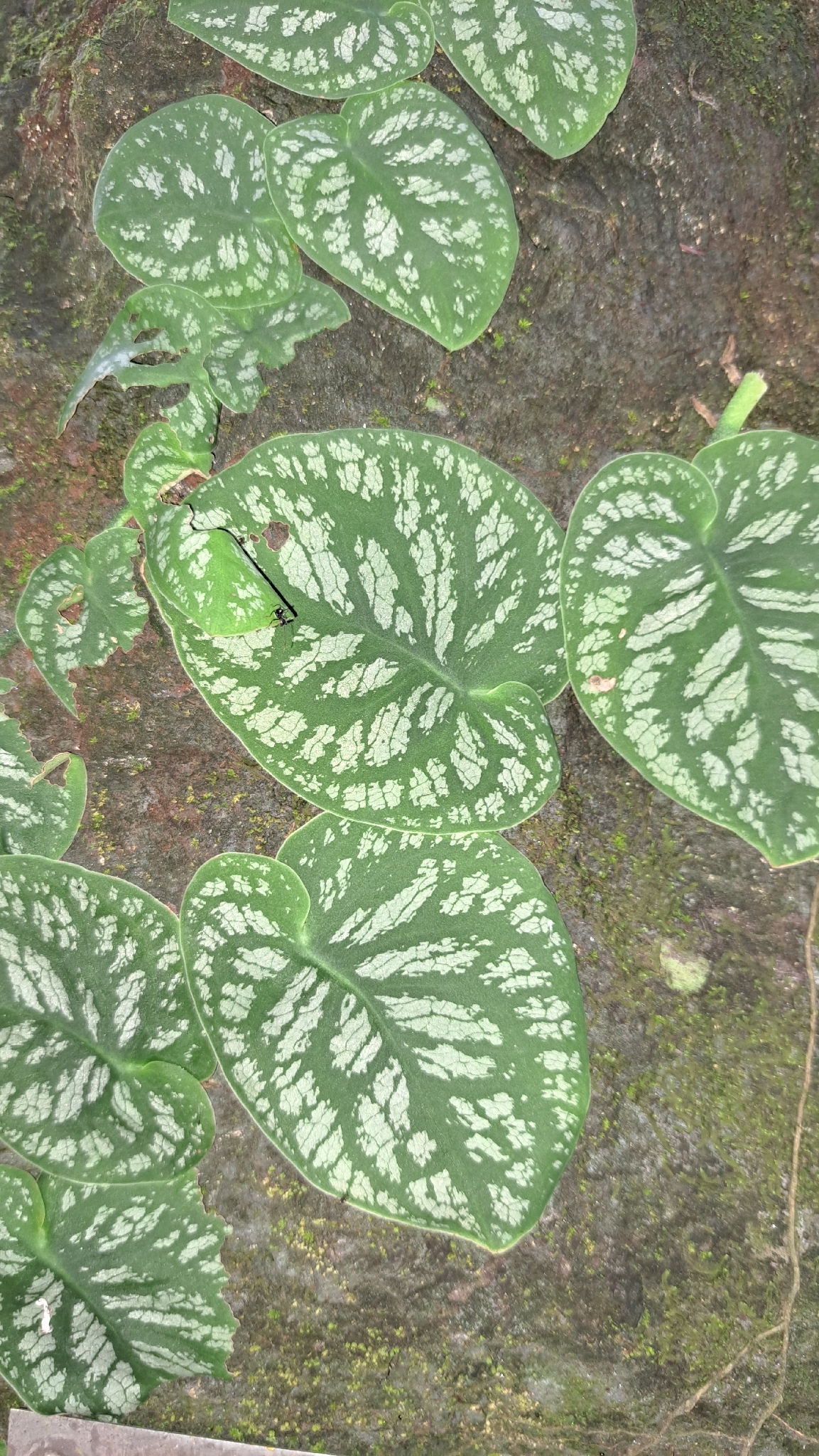 Monstera dubia