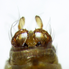 Pycnocentrodes modestus