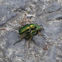 Diphucephala colaspidoides