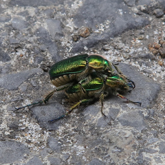 Diphucephala colaspidoides