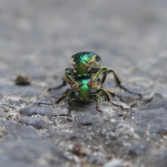 Diphucephala colaspidoides
