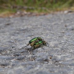 Diphucephala colaspidoides