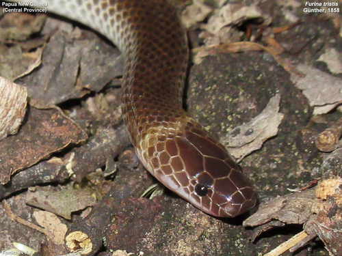 Brown-headed Snake