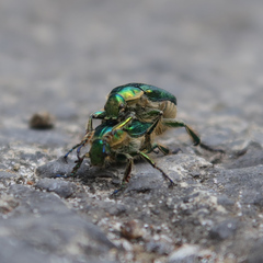 Diphucephala colaspidoides