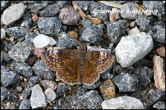 Erynnis lucilius