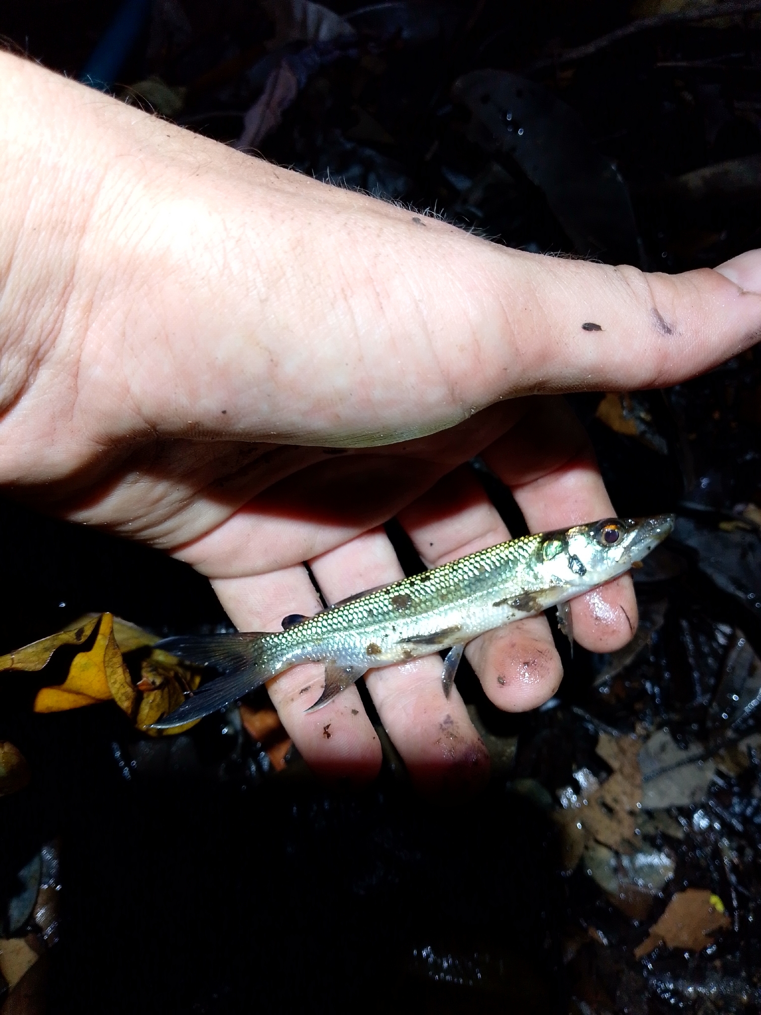 Kafue Pike photo 4