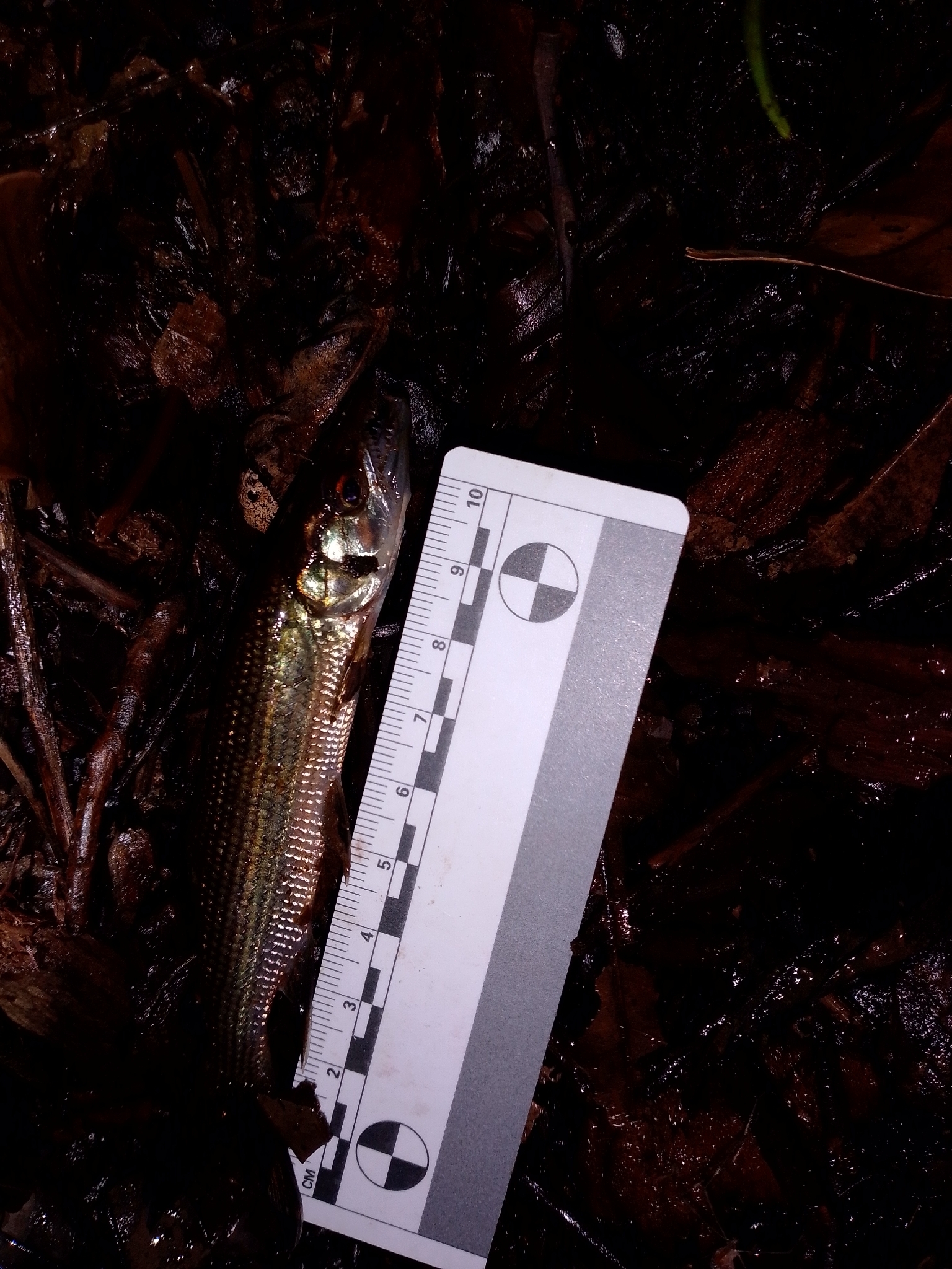 Kafue Pike photo 5
