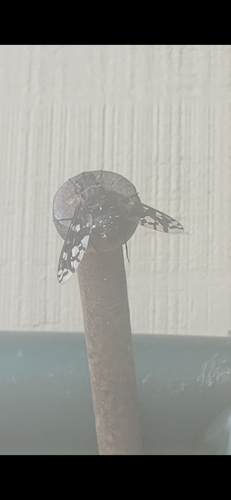 Unknown species found near Mendon, MA 01756, USA
