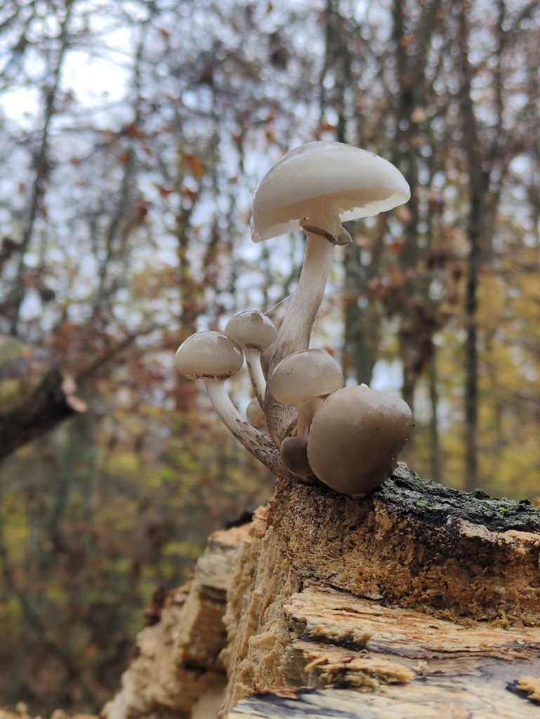 Oudemansiella mucida · November 2025 · photo: © vincent_b (iNaturalist, cc-by)