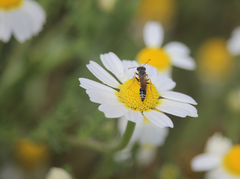 Trachypus denticollis