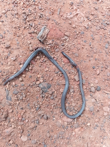 Dull Purple-glossed Snake
