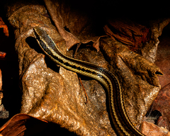 Cope's Antilles Snake photo 5