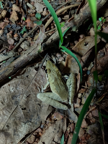 Snouted Grassland Frog