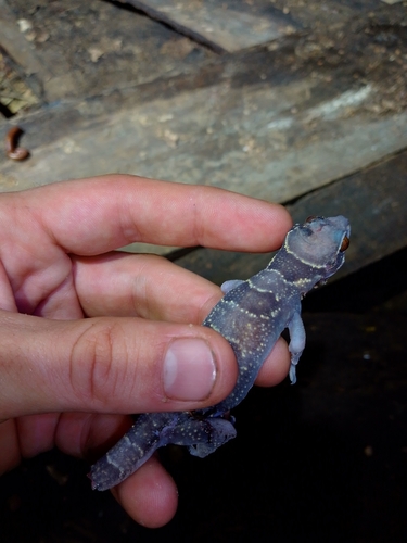 Banded Leaf-toed Gecko