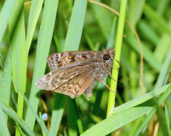 Erynnis martialis