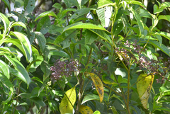 Ixothraupis xanthogastra