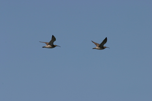 Numenius phaeopus
