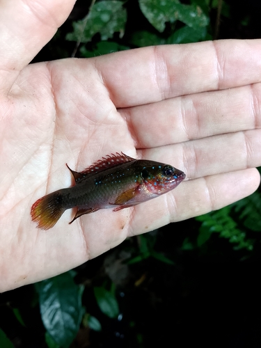 Jewel Cichlid