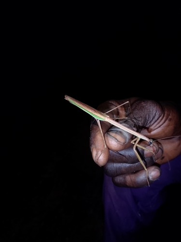 Stick Mantis