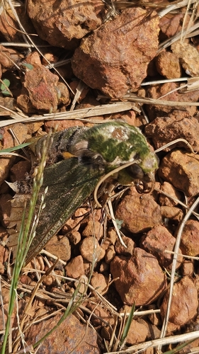 Verdant Hawkmoth