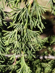 Juniperus flaccida