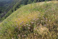 Allium lineare