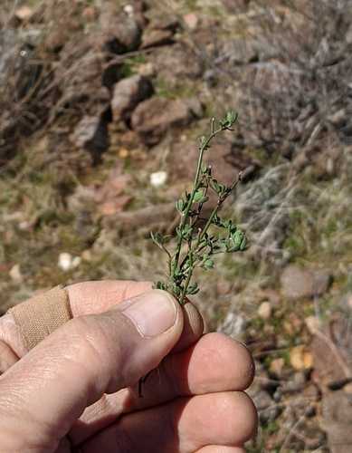 Deerweed seedling
