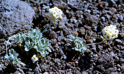 Queen Anne's mustard (Smelowskia parryoides)