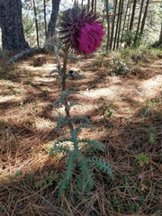 Cirsium ehrenbergii