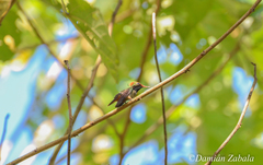 Lophornis stictolophus