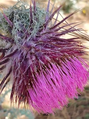 Cirsium ehrenbergii