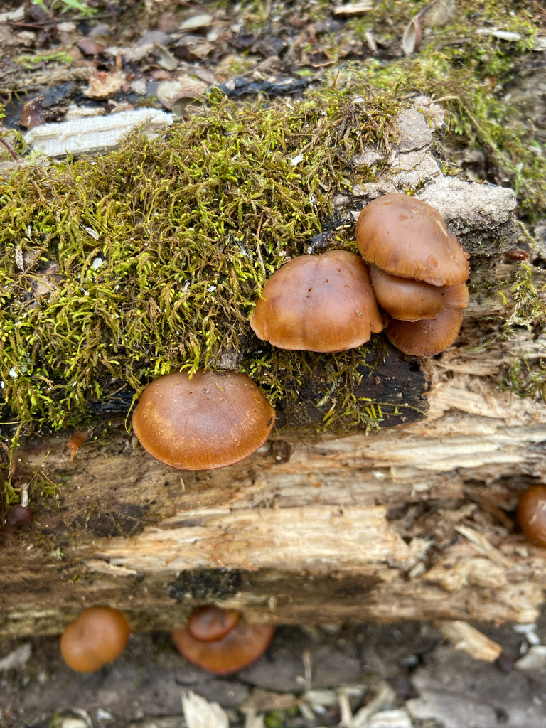 Galerina marginata · November 2025 · photo: © puppyy (iNaturalist, cc0)