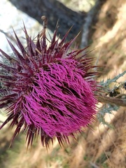 Cirsium ehrenbergii