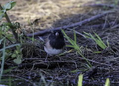 Junco hyemalis