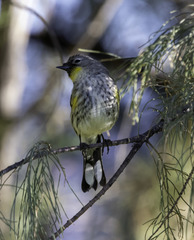 Setophaga coronata