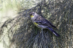 Setophaga coronata