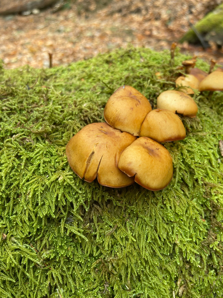 Galerina marginata · November 2025 · photo: © puppyy (iNaturalist, cc0)