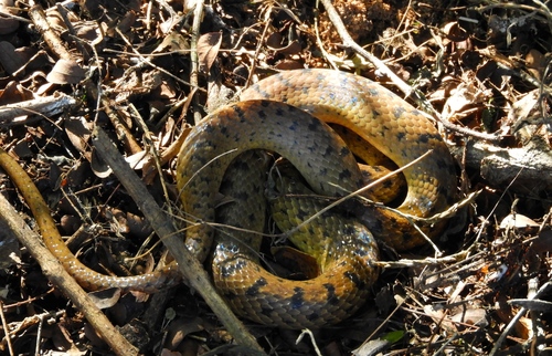 Western Cat-eyed Snake