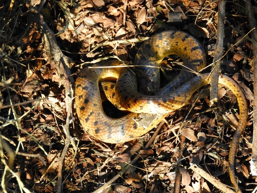 Western Cat-eyed Snake