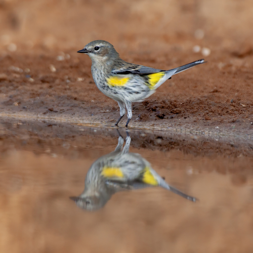 Yellow-rumped Warbler photographed in Texas