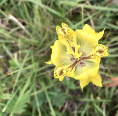 Cypella laeta